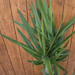 Juka obrovská (Yucca elephantipes) - výška 110 cm, kont.C5L -TROJKMEŇ